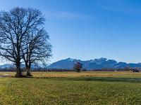 Mächtiges Eichenduo und Chiemgauer Alpen